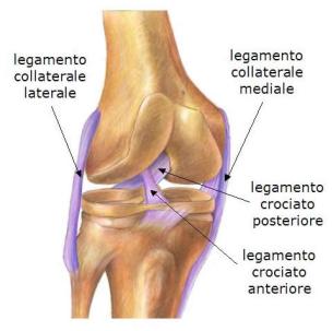 legamenti-del-ginocchio